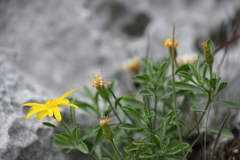 Heterotheca fulcrata