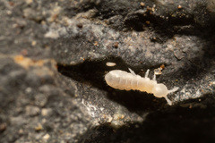 Onychiurinae