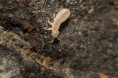 Onychiurinae