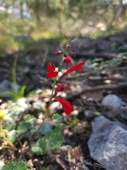 Salvia roemeriana
