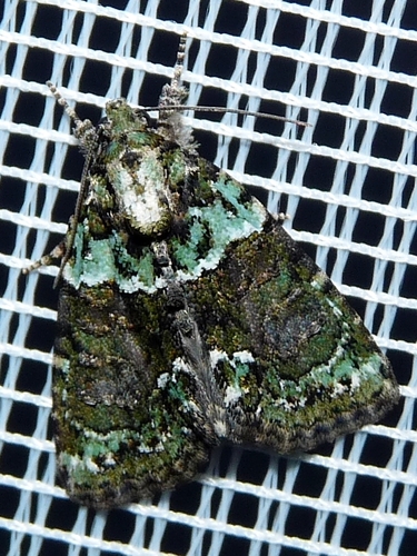 Tree-lichen Beauty