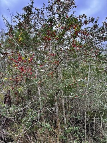 Ilex vomitoria