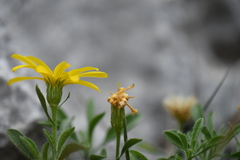 Heterotheca fulcrata