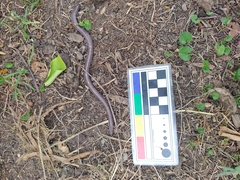 Amphisbaena darwinii