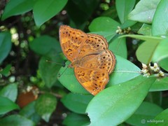 Rohana parisatis staurakius