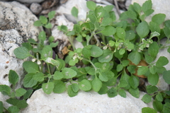 Scutellaria drummondii