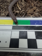 Amphisbaena darwinii