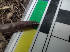 Amphisbaena darwinii