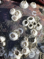 Balanus crenatus