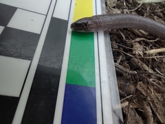 Amphisbaena darwinii