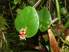 Cavendishia complectens