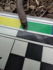 Amphisbaena darwinii