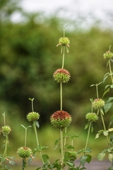 Leonotis nepetifolia