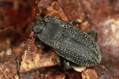 Asiopus minimus