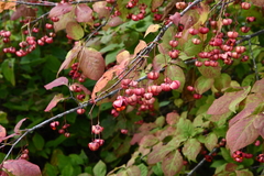 Euonymus maximowiczianus