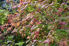 Euonymus maximowiczianus