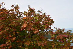 Euonymus maximowiczianus