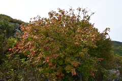 Euonymus maximowiczianus