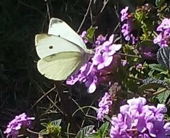 Pieris rapae