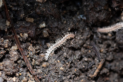 Brachydesmus superus