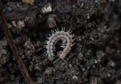 Brachydesmus superus