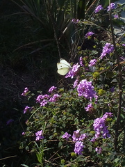 Pieris rapae