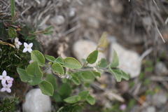 Carlowrightia torreyana