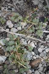 Euploca confertifolia