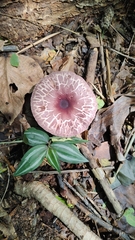 Leucoagaricus lilaceus