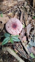 Leucoagaricus lilaceus