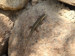 Trachylepis quinquetaeniata