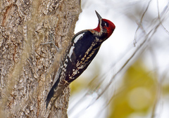 Sphyrapicus ruber × nuchalis