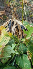 Hosta