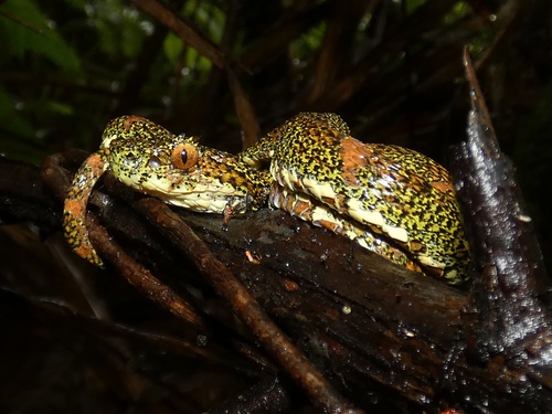 Central American Eyelash-Viper, Pina, photo 9 of 10