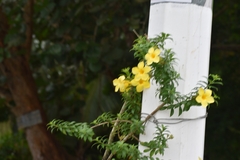 Allamanda cathartica