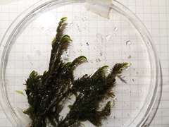 Cinclidotus aquaticus