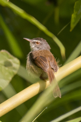 Prinia rufescens
