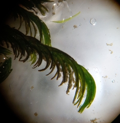 Cinclidotus aquaticus