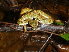 Bothriechis schlegelii