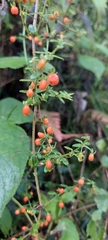 Galium hypocarpium