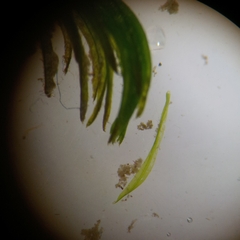 Cinclidotus aquaticus