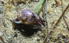 Haminoea exigua