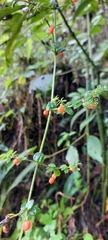 Galium hypocarpium