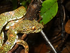 Bothriechis schlegelii