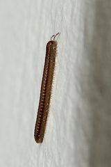 Brachyiulus