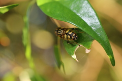 Eristalinus punctulatus