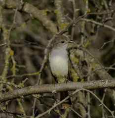 Myiarchus cinerascens