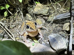 Litoria nasuta