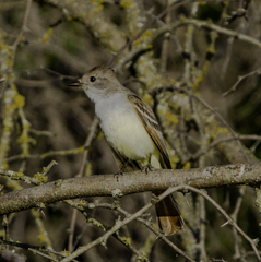Myiarchus cinerascens
