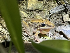 Litoria nasuta